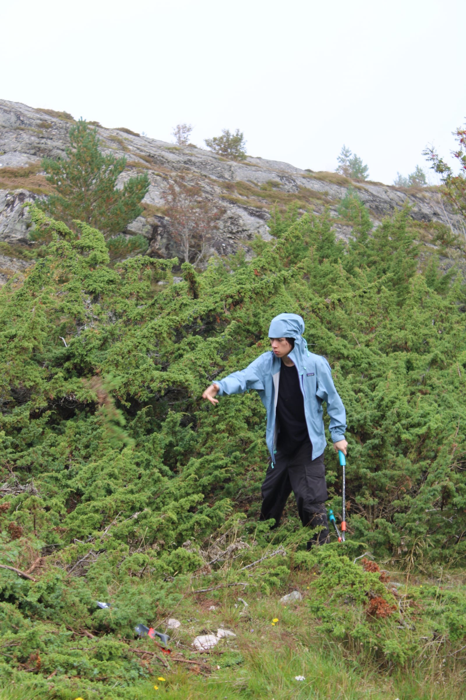 En person i blå regnjakke står i einerkrattet i en bratt lynghei med en langskaftet saks i hånden, med berg og småfuru bak.